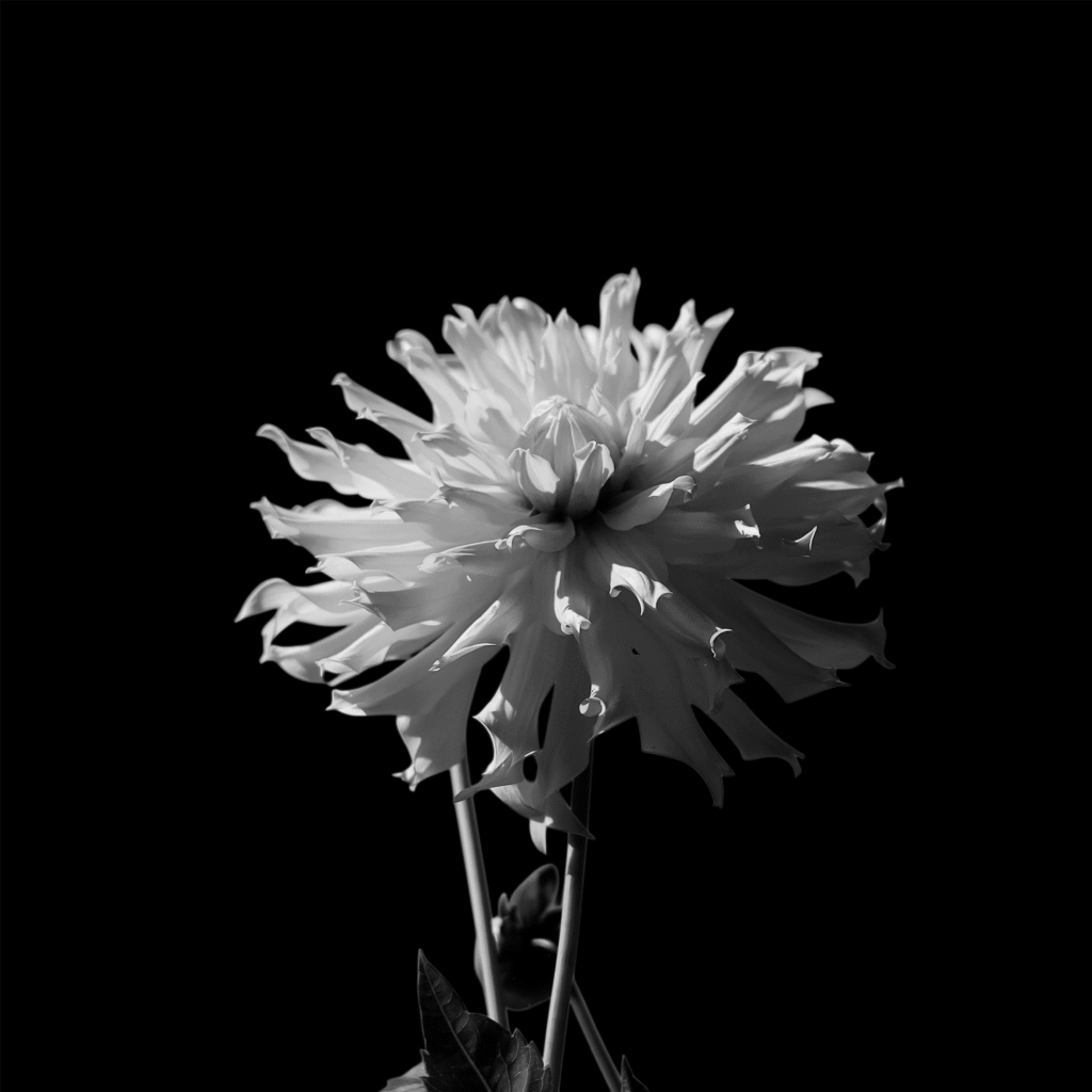 Dahlia, 2025