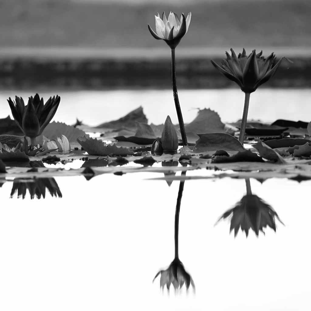 Water Lilies (2024)