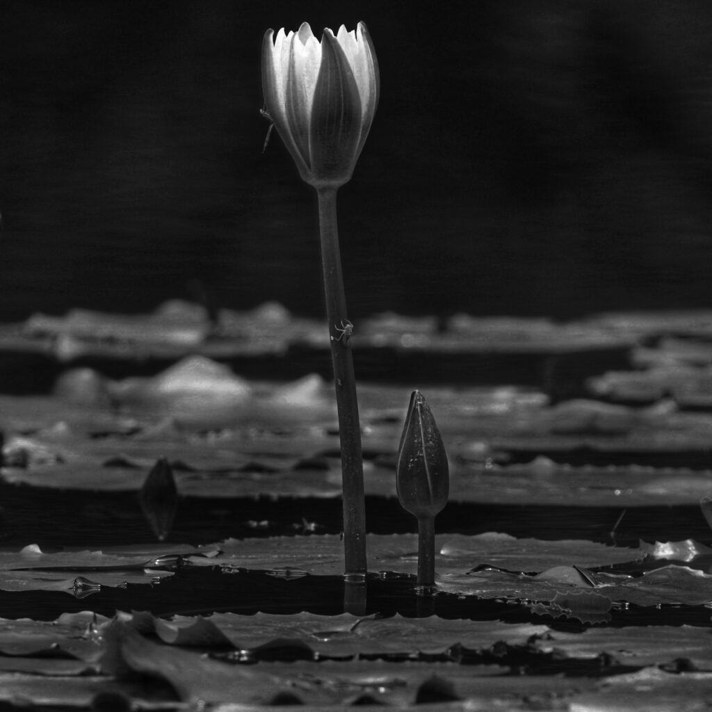 Water Lilies (2024)